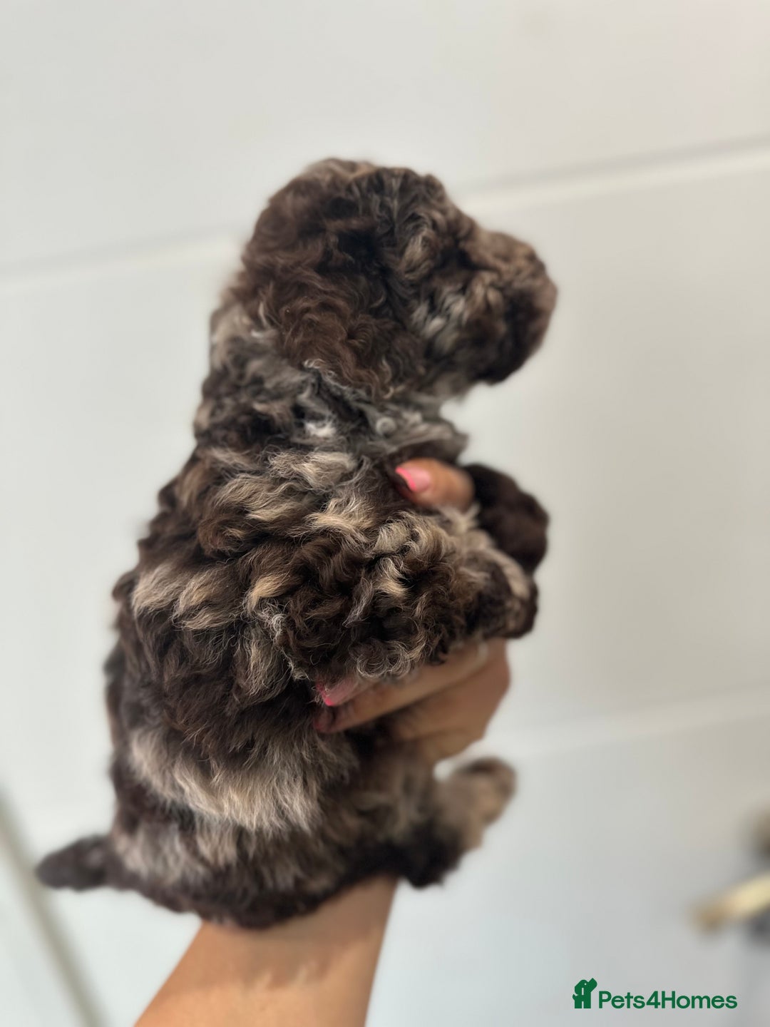 Cavapoo dogs for stud: Premium Cavapoo Chocolate Phantom Parti Stud  in Rickmansworth - Image 16