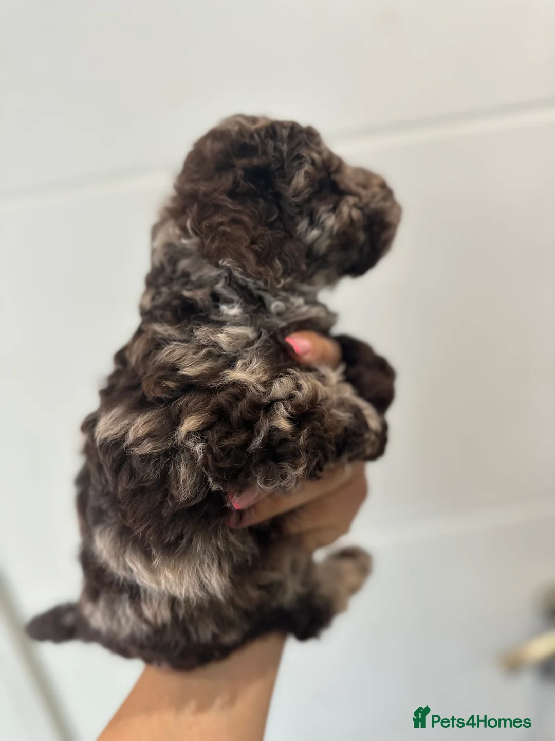 Cavapoo dogs for stud: Premium Cavapoo Chocolate Phantom Parti Stud  in Rickmansworth - Advert 16