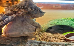 Bearded Dragon reptiles for sale: 2 year old bearded dragon - Image 3
