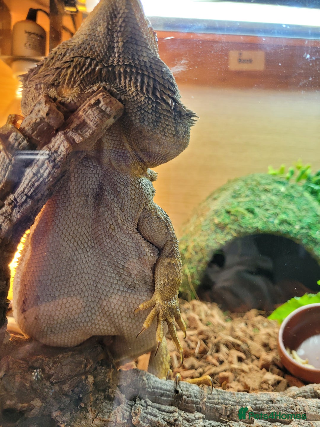 Bearded Dragon reptiles for sale: 2 year old bearded dragon - Image 3