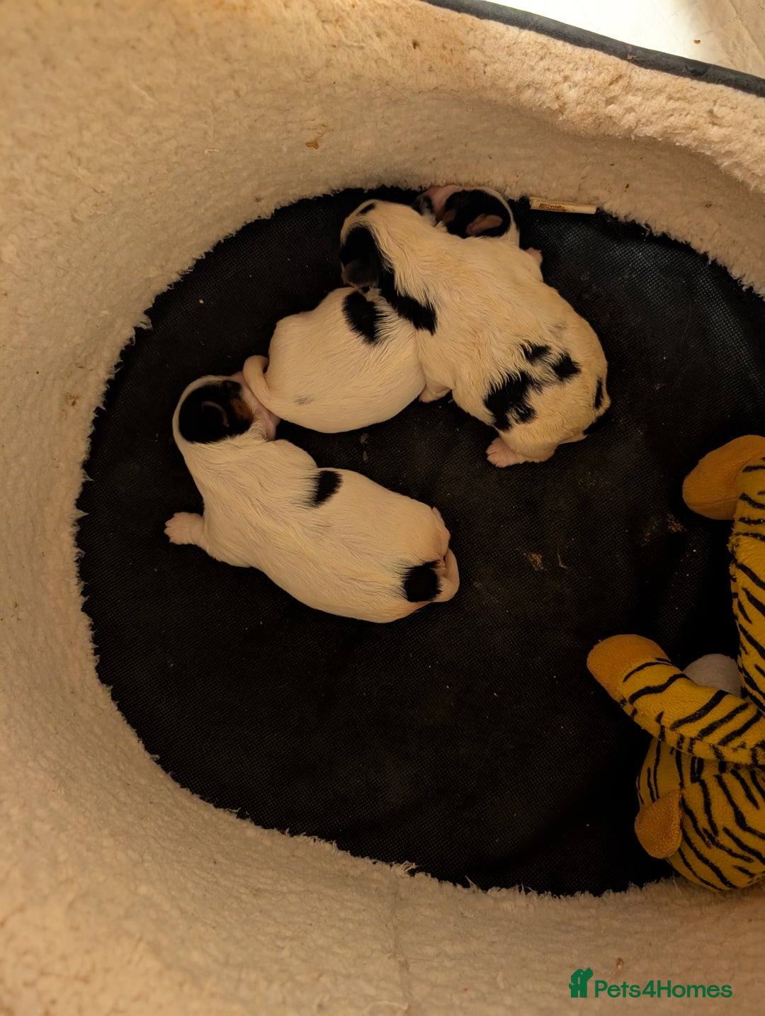 Biewer Terrier dogs for sale: Biewer - Image 12