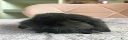 Mixed Breed rabbits for sale: Lionhead baby bunny  - Advert 7