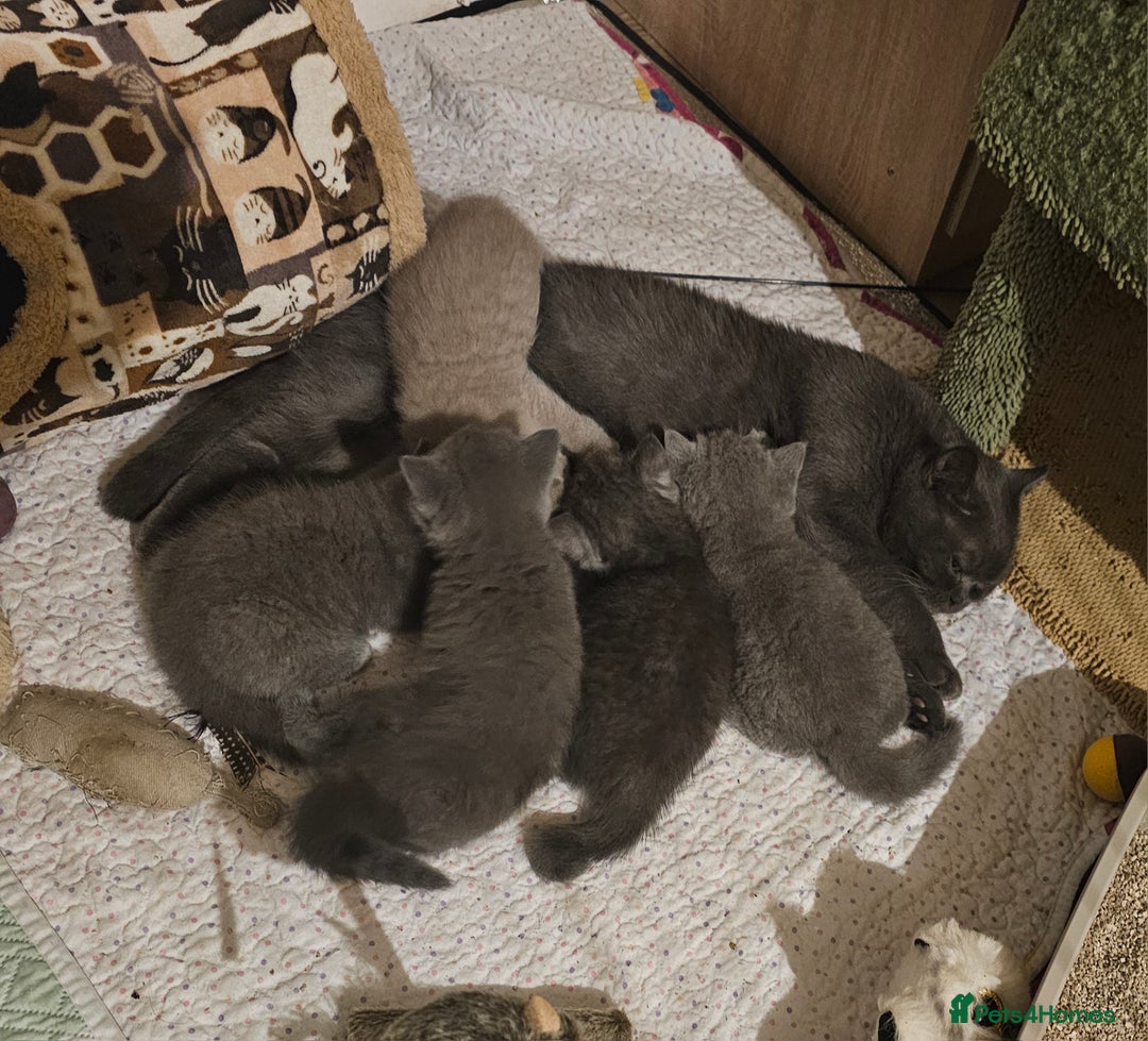 British Shorthair cats for sale: Pure british  shorthair  kittens  - Image 26