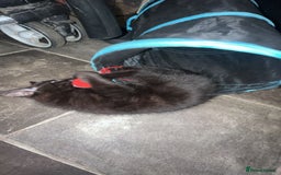 Mixed Breed cats for sale: Cute black male kitten  - Image 3