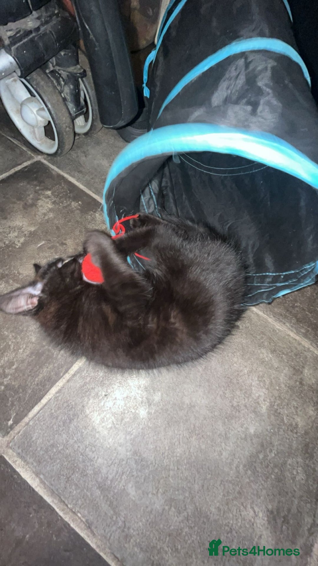 Mixed Breed cats for sale: Cute black male kitten  - Image 3