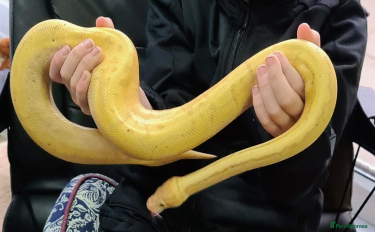 Python Snake reptiles in Walsall - Advert 11