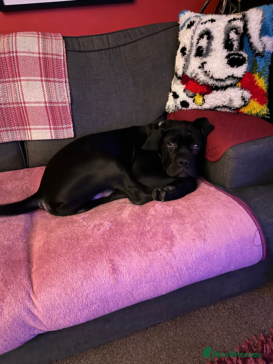 Cane Corso dogs for sale: Shadow in Leicester - Advert 1