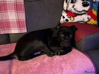 Cane Corso dogs Shadow - Advert 4