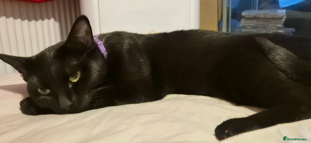 British Shorthair cats for sale: 2 cats in Pontypridd - Advert 3