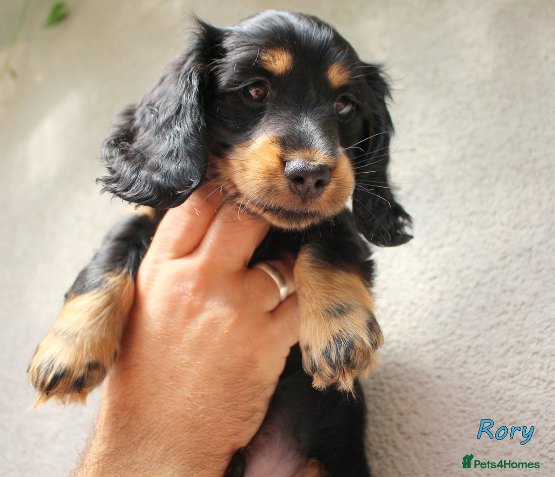 Miniature Dachshund dogs for sale: KC Health tested Licensed breeder 12 years exp - Image 30