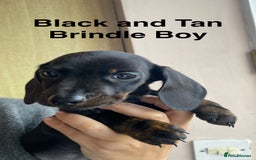 Dachshund dogs for sale: Miniature Dachshund Puppies ⭐️ only two left ⭐️ - Advert 8