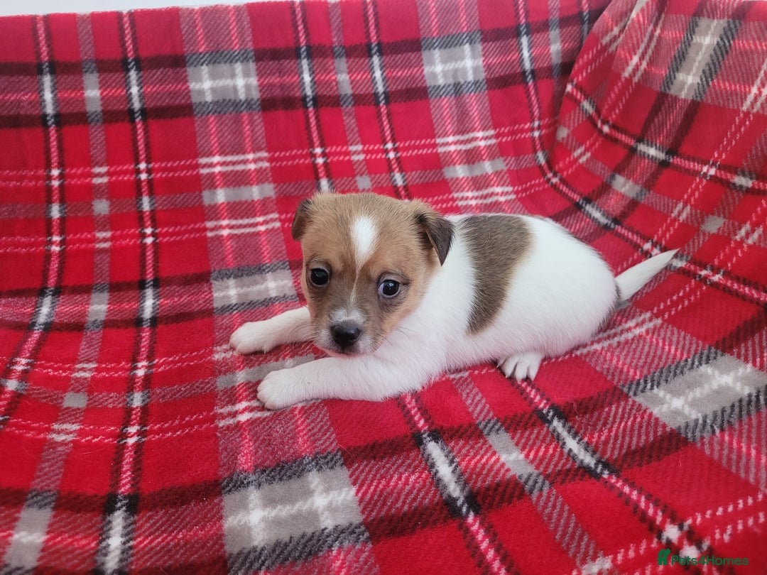 Mixed Breed dogs for sale: Jack Russell 3/4 1/4 chihuahua - Advert 11