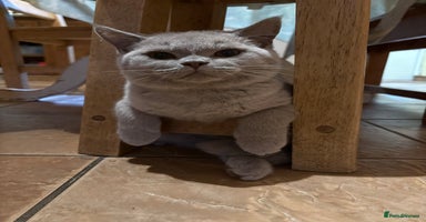 British Shorthair cats - Advert 3
