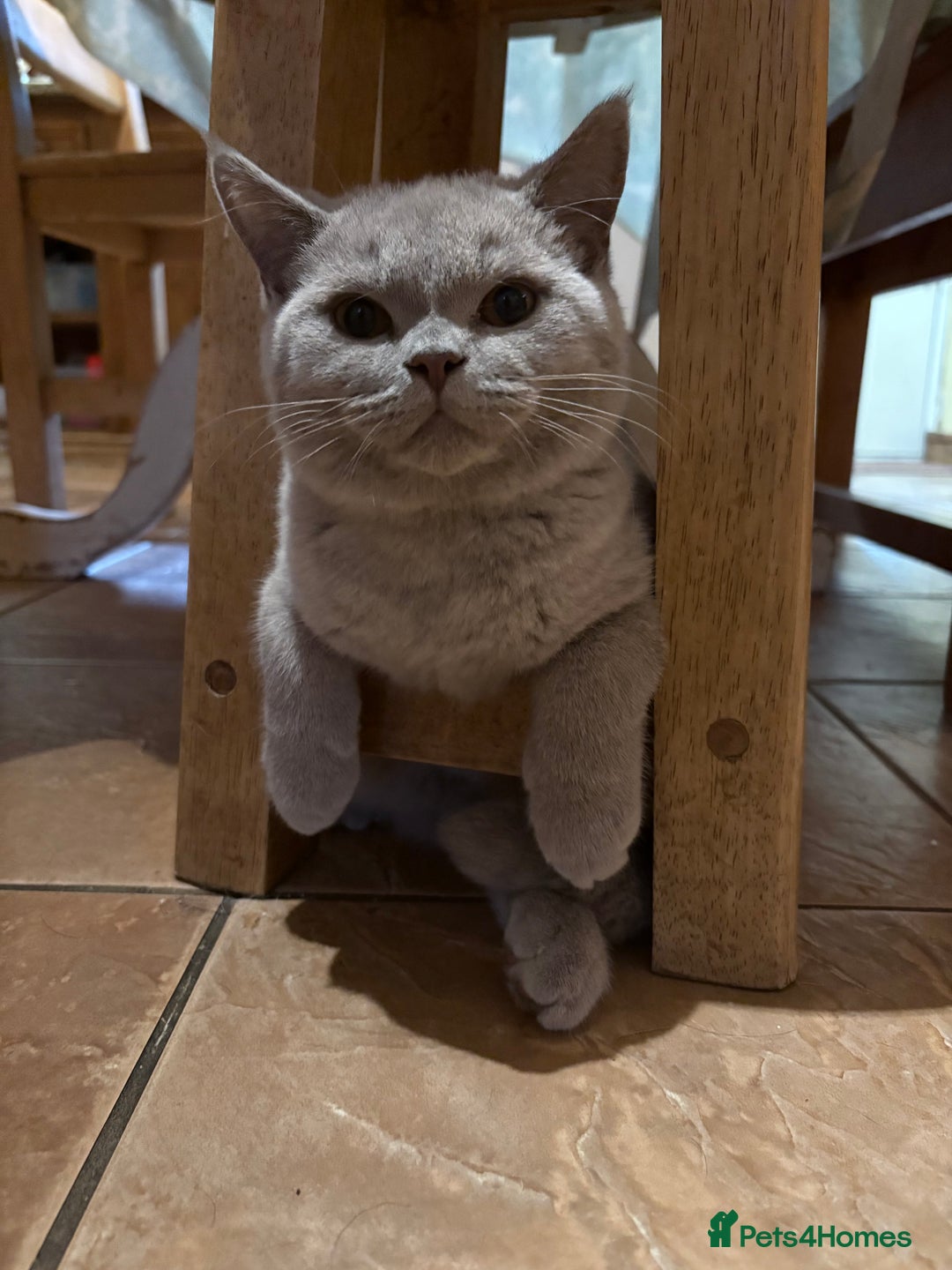 British Shorthair cats for sale: BSH lilac male - Image 3