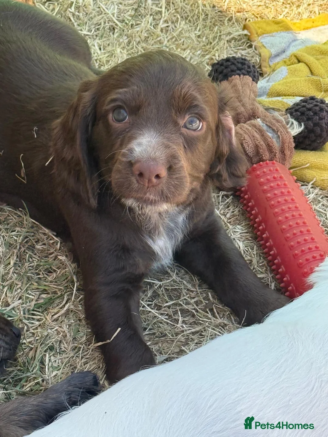 Cocker Spaniel dogs for sale: Beautiful Brown Cocker Spaniel Girl 🐶❤️ in Halesowen - Advert 2