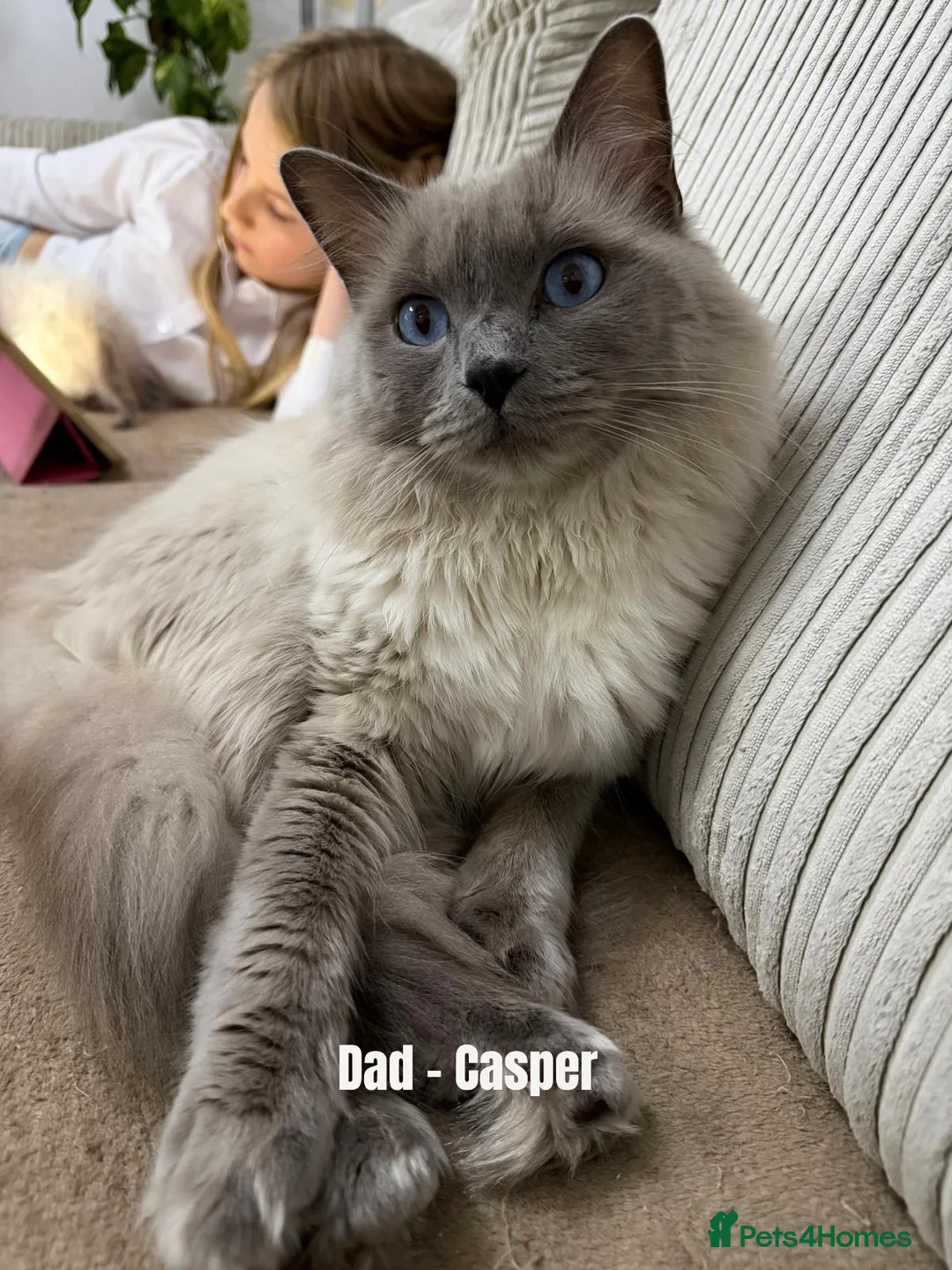 Ragdoll cats for sale: Adorable and friendly Ragdoll Kittens - Advert 37