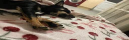 Jack Chi dogs for sale: Skye  - Advert 11