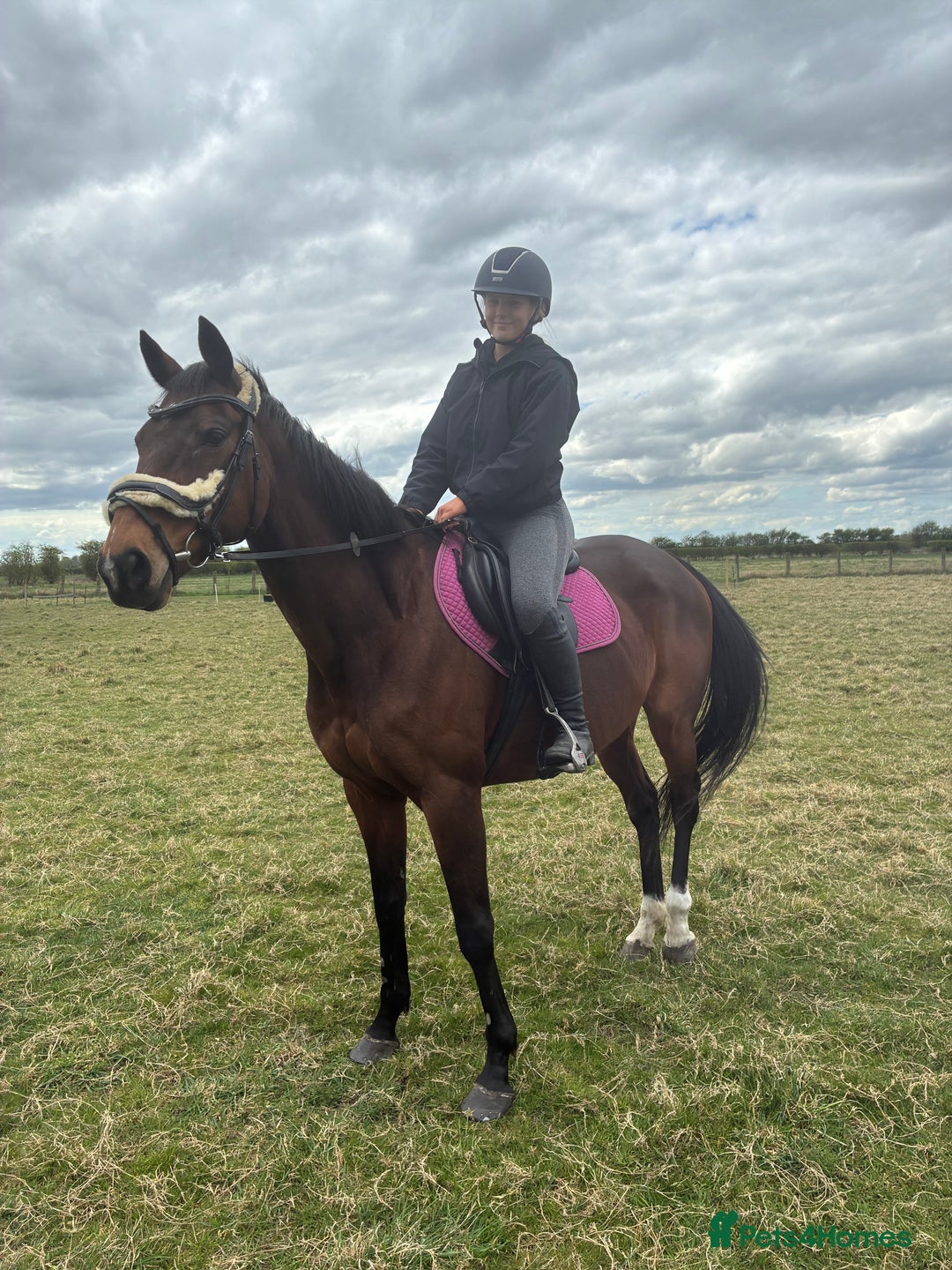 English Thoroughbred horses for sale: 15.3/4 16 year old tb mare  - Image 2