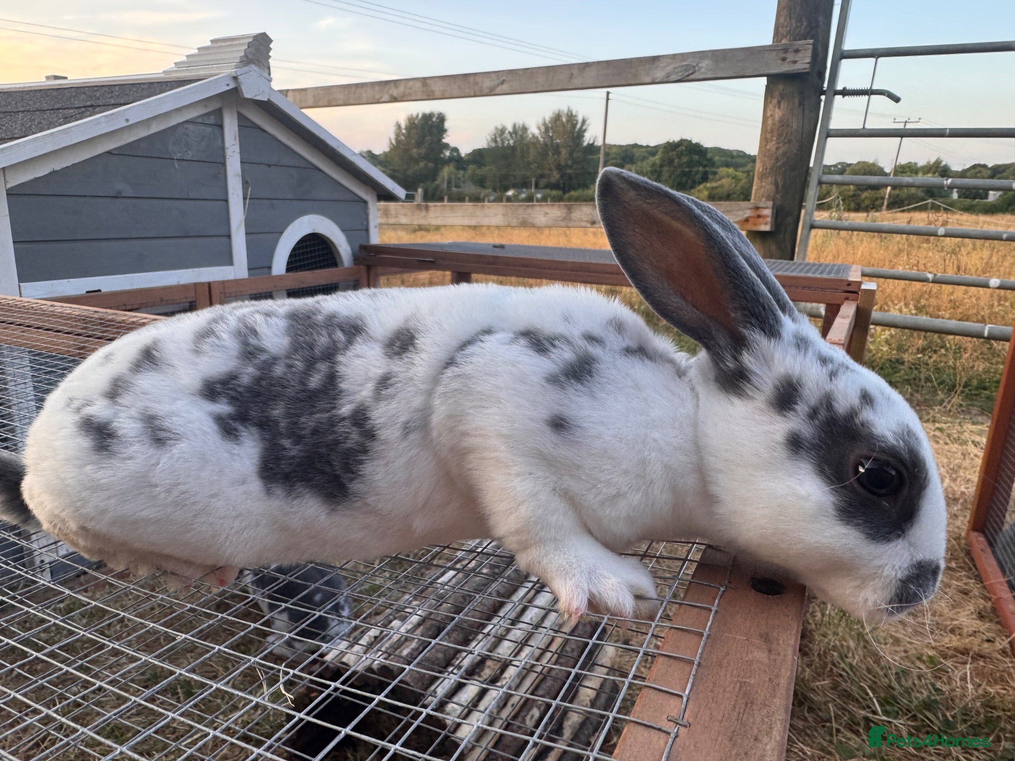 Rex rabbits READY TO LEAVE - Pedigree mini Rex - vaccinated  - Advert 2