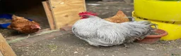Mixed Breed poultry for sale: Beautiful Friendly Chickens & Rooster for Sale🤍🤎 - Advert 9