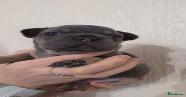 French Bulldog dogs Beautiful litter of French Bulldogs - Advert 5