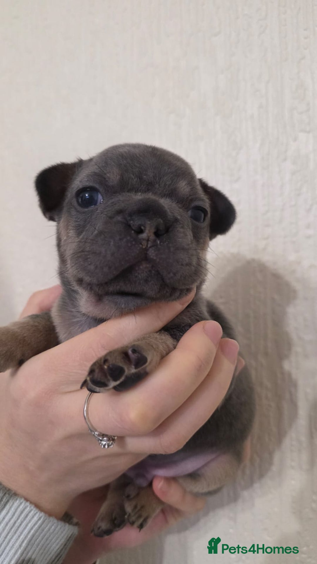 French Bulldog dogs for sale: Beautiful litter of French Bulldogs - Advert 3