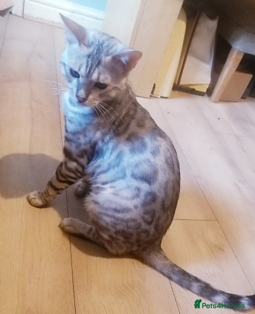 Bengal cats for sale: Cute mixed bangle kittens  - Advert 2