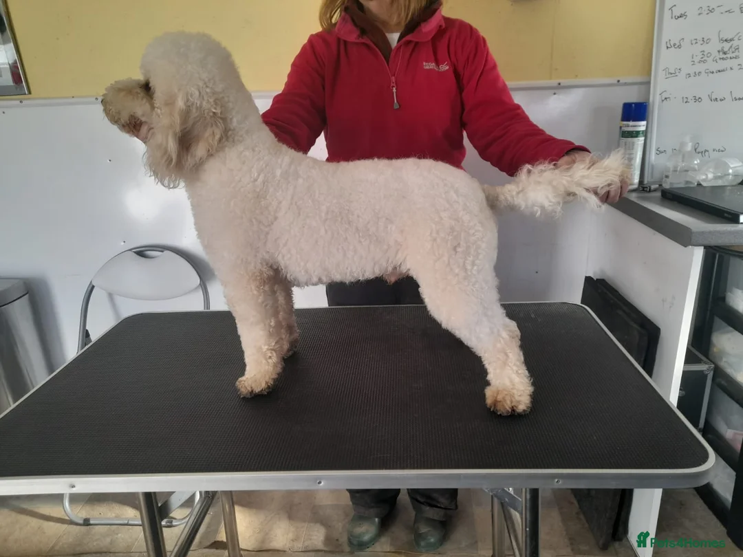 Miniature Poodle dogs for stud: Health Tested Quality Miniature Poodle Stud in Warwick - Advert 4