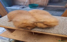 Guinea Pig rodents for sale: Guinea pig swiss and teddy brothers available  - Advert 4