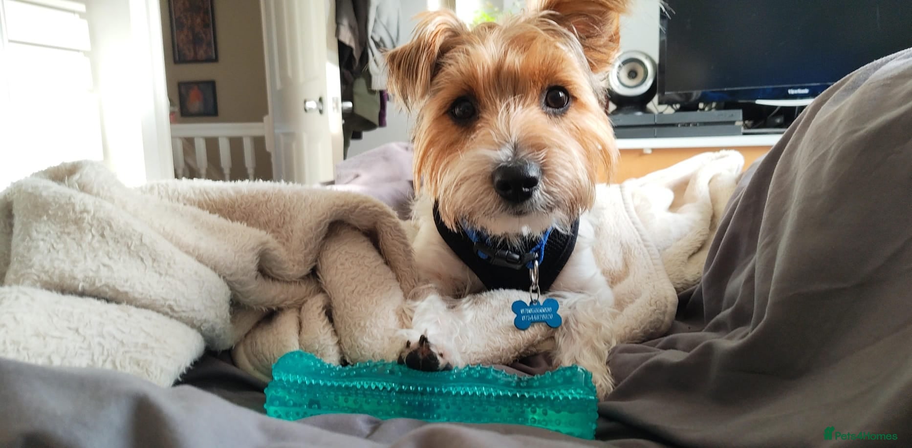 Yorkshire Terrier dogs 🐾🍪COOKIE – a Charming Little Y.T. Gentleman 🍪🐾 - Advert 2