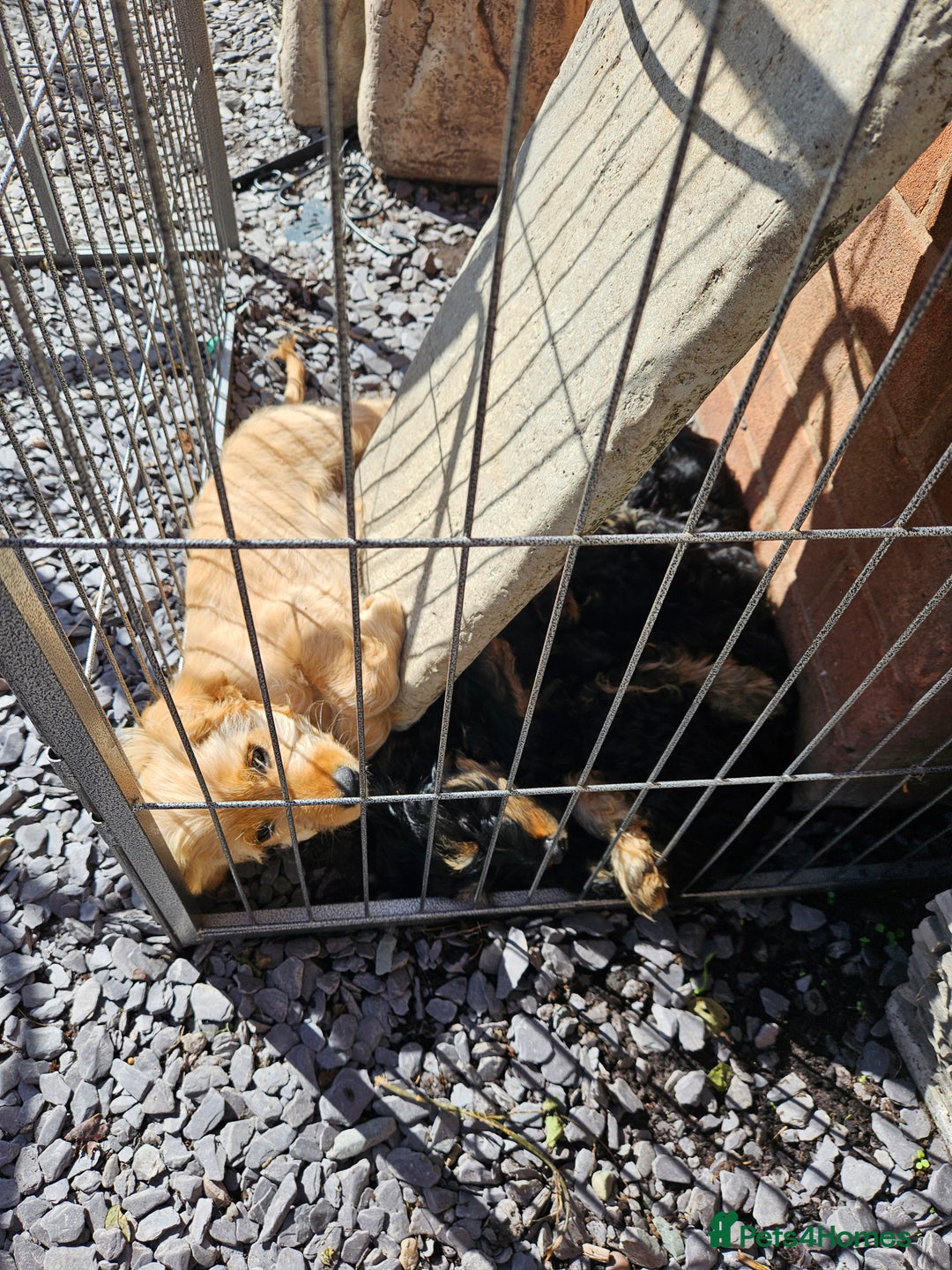 Cockapoo dogs for sale: Cockerpoo  - Image 19