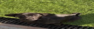 Springador 1