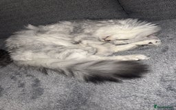 Mixed Breed cats for stud: Maine coon x Persian stud  - Image 5