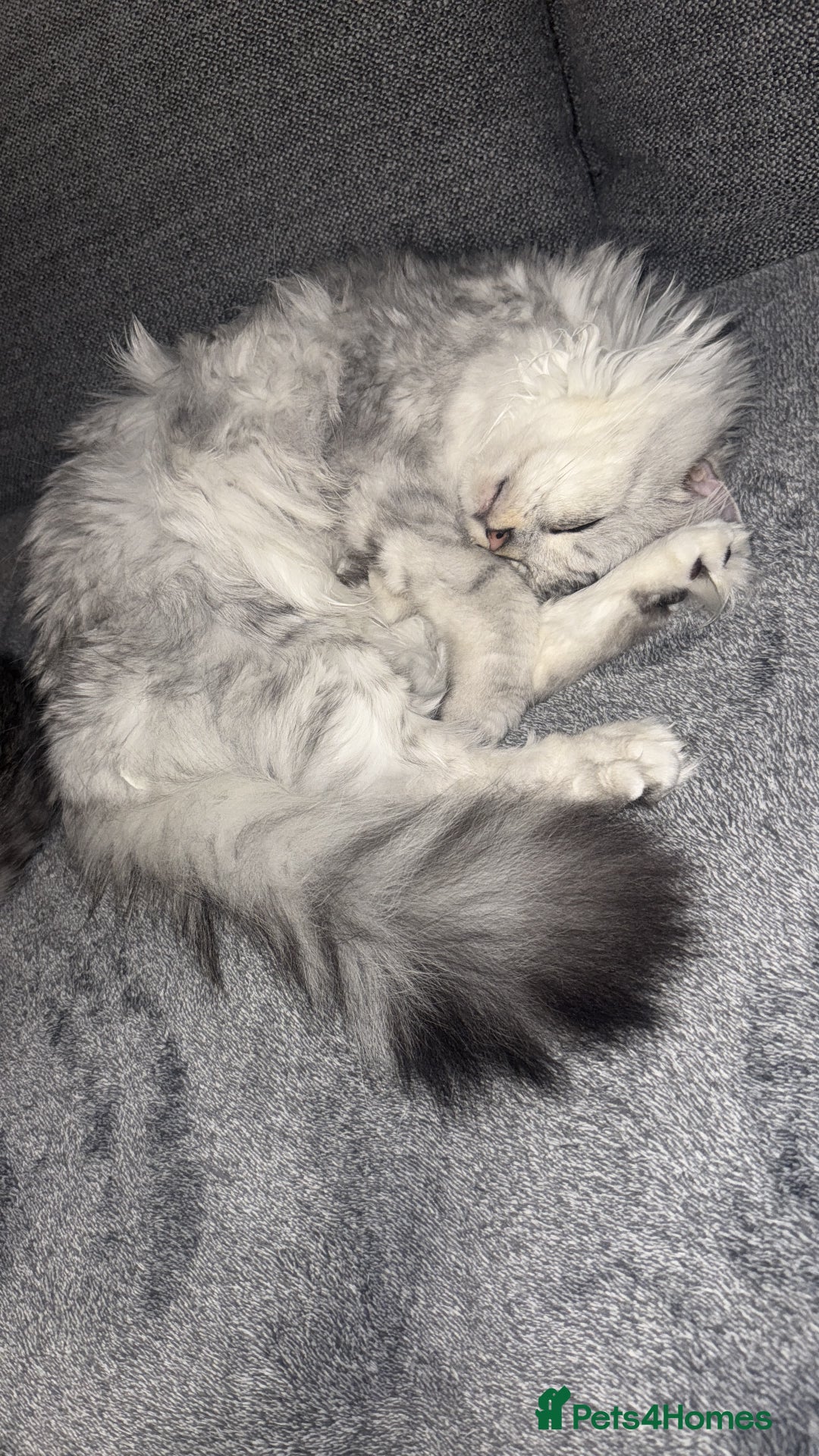Mixed Breed cats for stud: Maine coon x Persian stud  - Image 5
