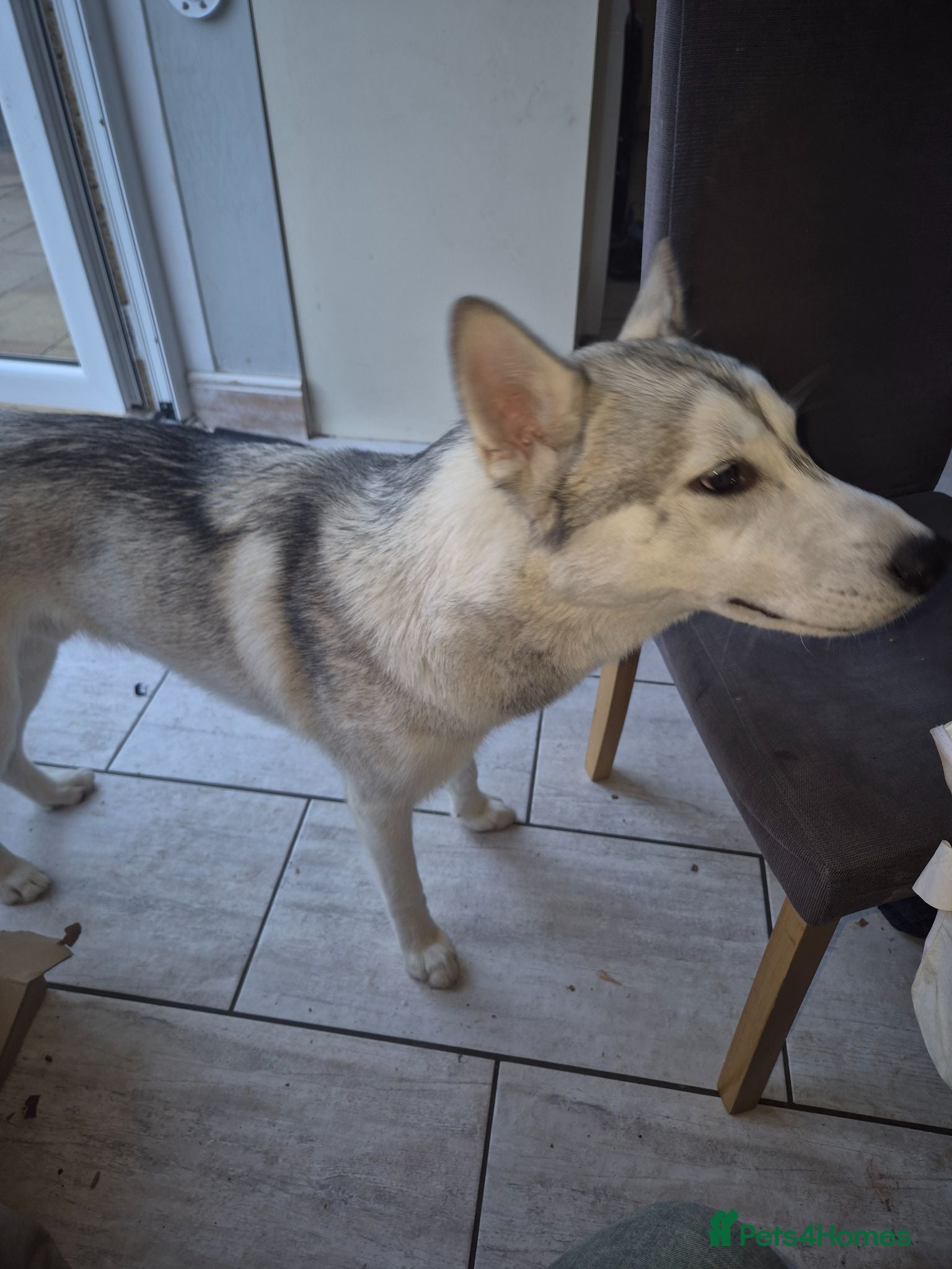 Siberian Husky dogs Husky puppy - Advert 2