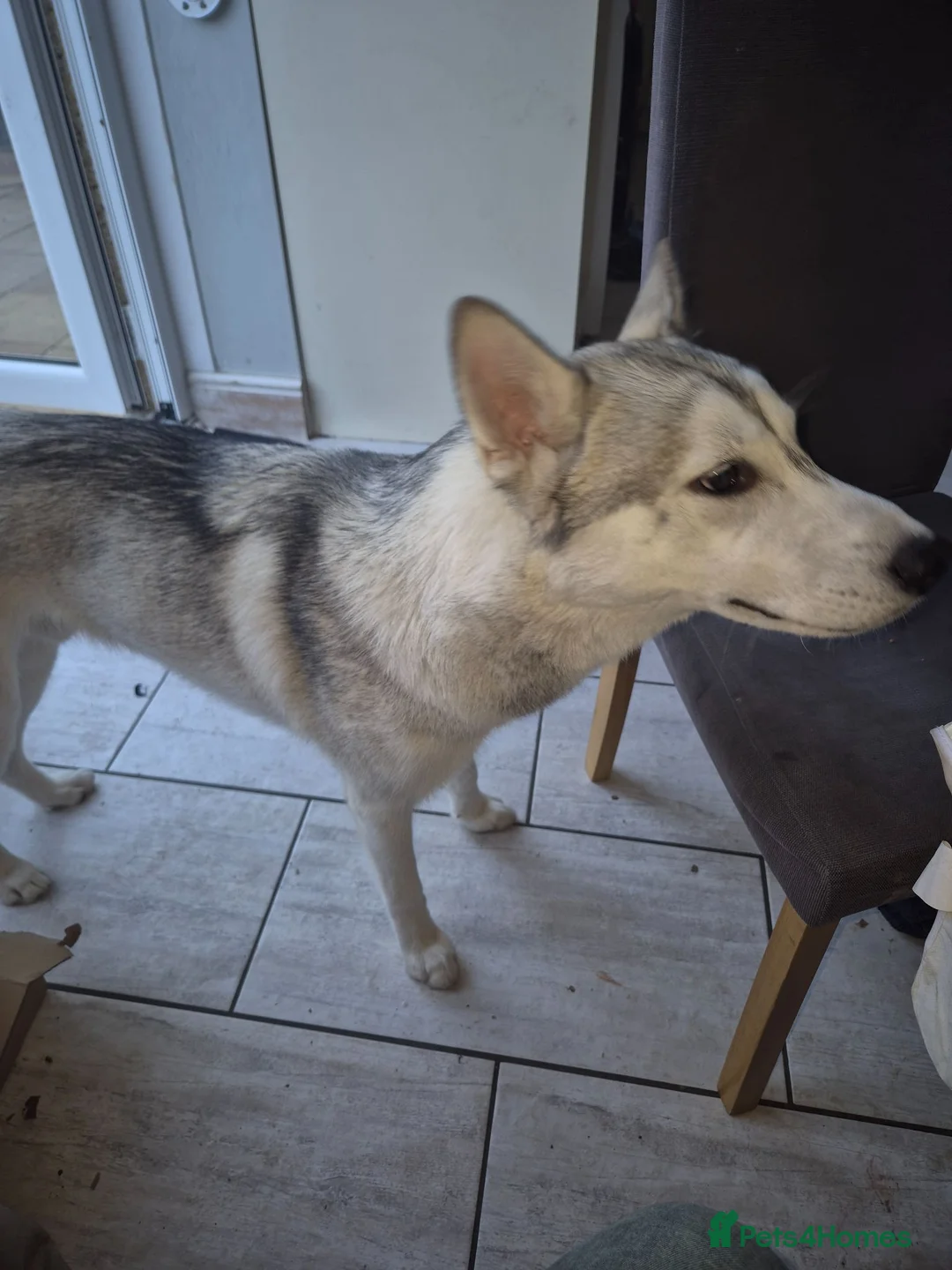 Siberian Husky dogs for sale: Husky puppy - Advert 1
