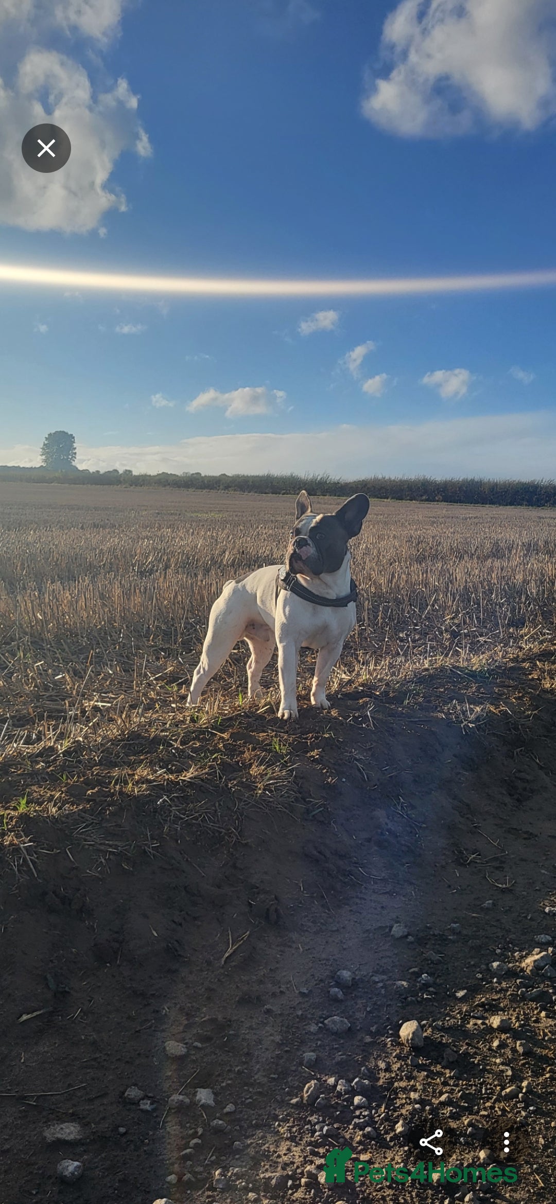 French Bulldog dogs for stud: STUD available French Bulldog enhanced pedigree  - Advert 1