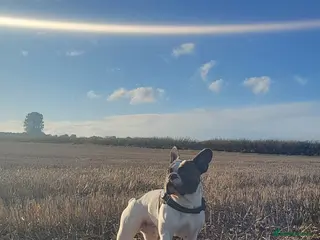 French Bulldog dogs STUD available French Bulldog enhanced pedigree - Advert 10