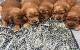 Irish Setter dogs for sale: Rare Golden Irish litter - Image 1