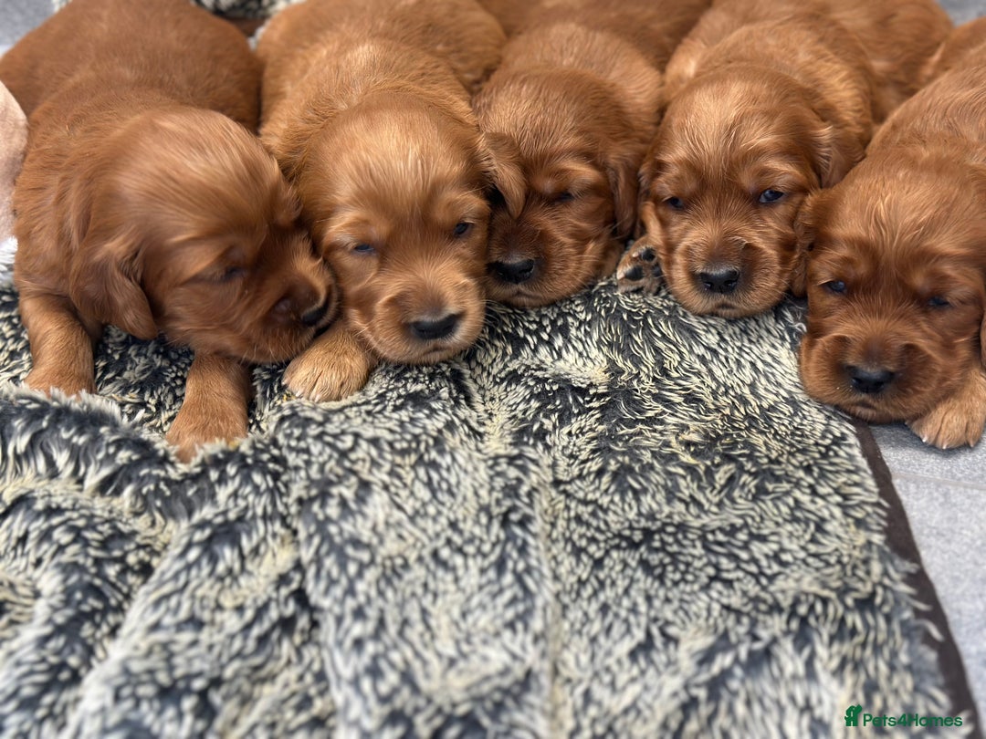 Irish Setter dogs for sale: Rare Golden Irish litter - Image 1