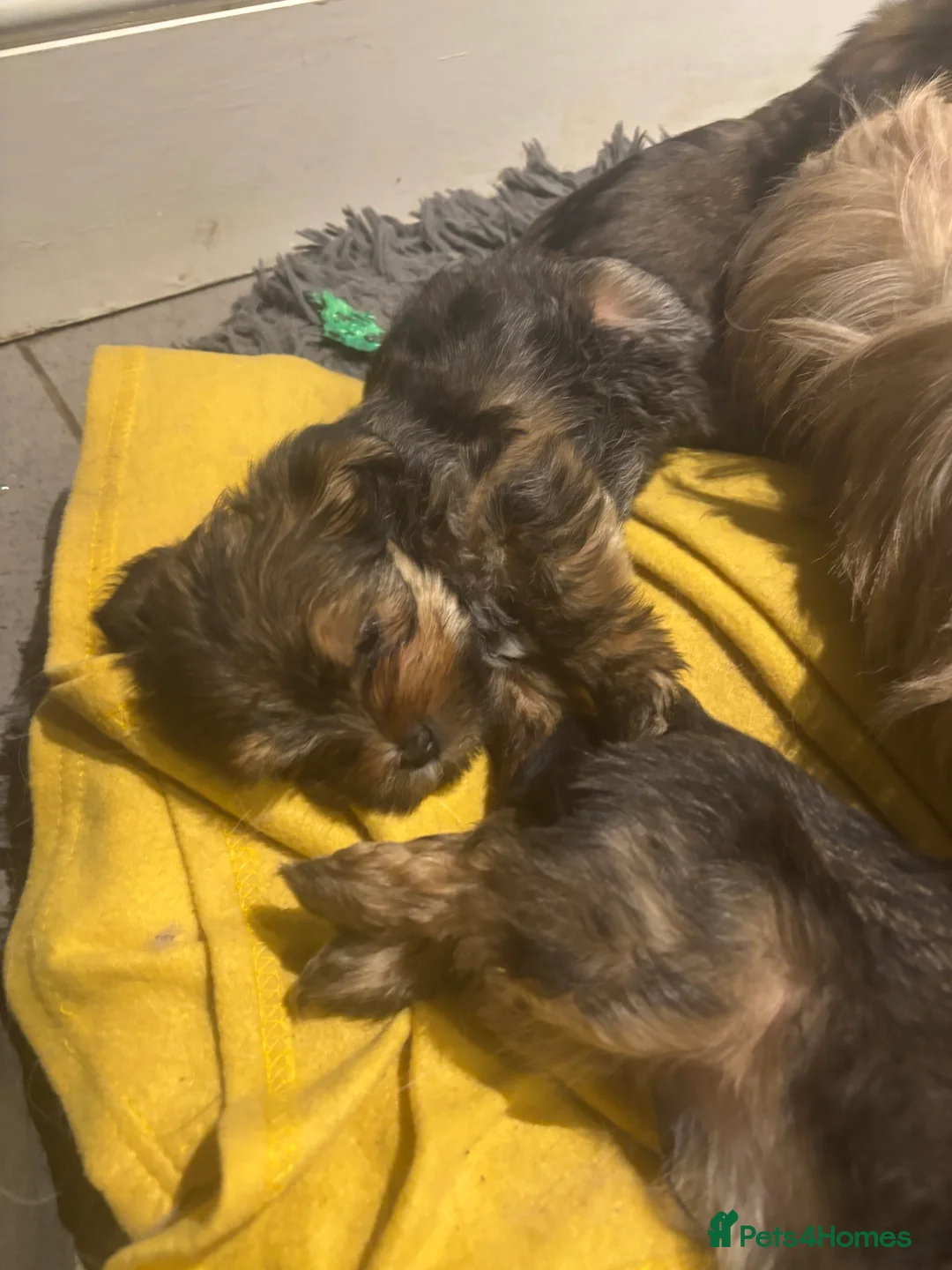 Mixed Breed dogs for sale: Lhasa x yorkie  - Advert 4