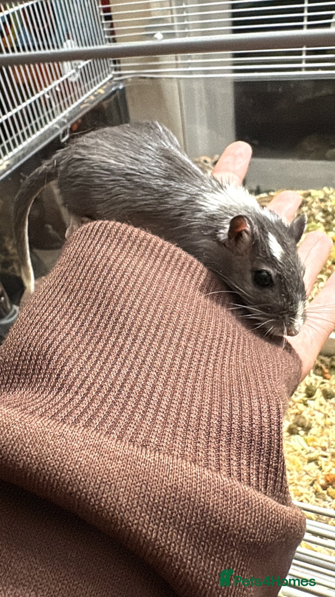 Gerbil rodents for sale: GERBILS FOR SALE - Advert 4