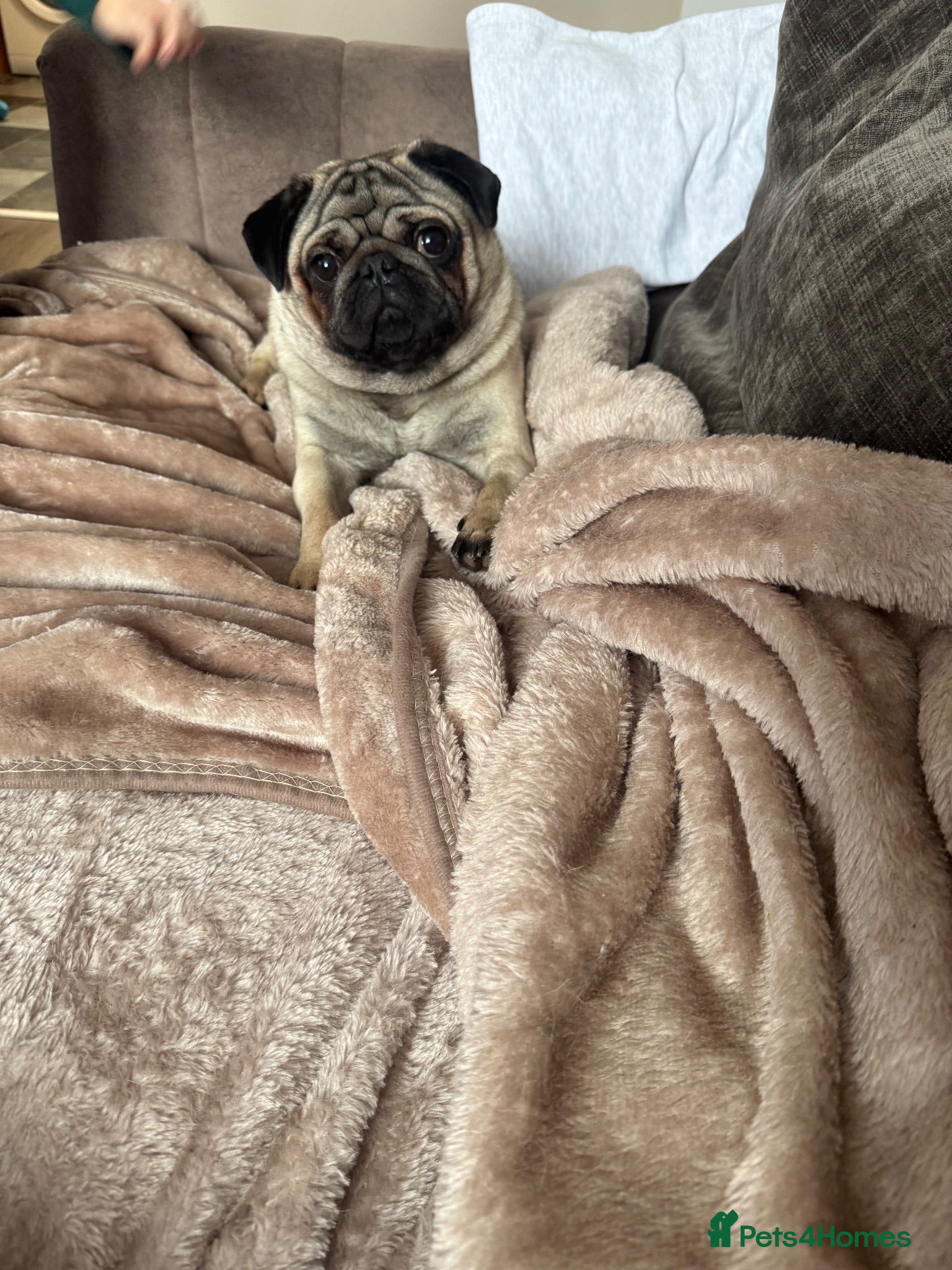 Pug dogs Fawn and black male pug stud  - Advert 1