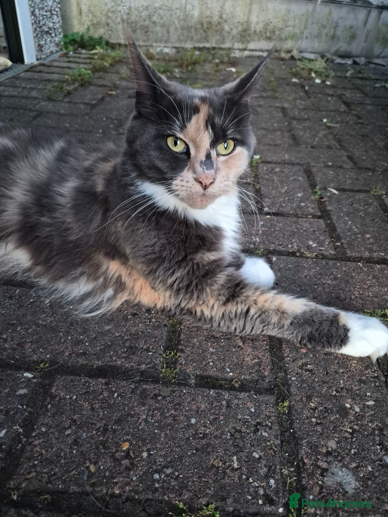 Mixed Breed cats Mixed race kittens for sale.  - Advert 1