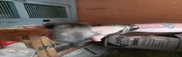 Ferret rodents for sale: Ferret Kits for sale - Advert 9