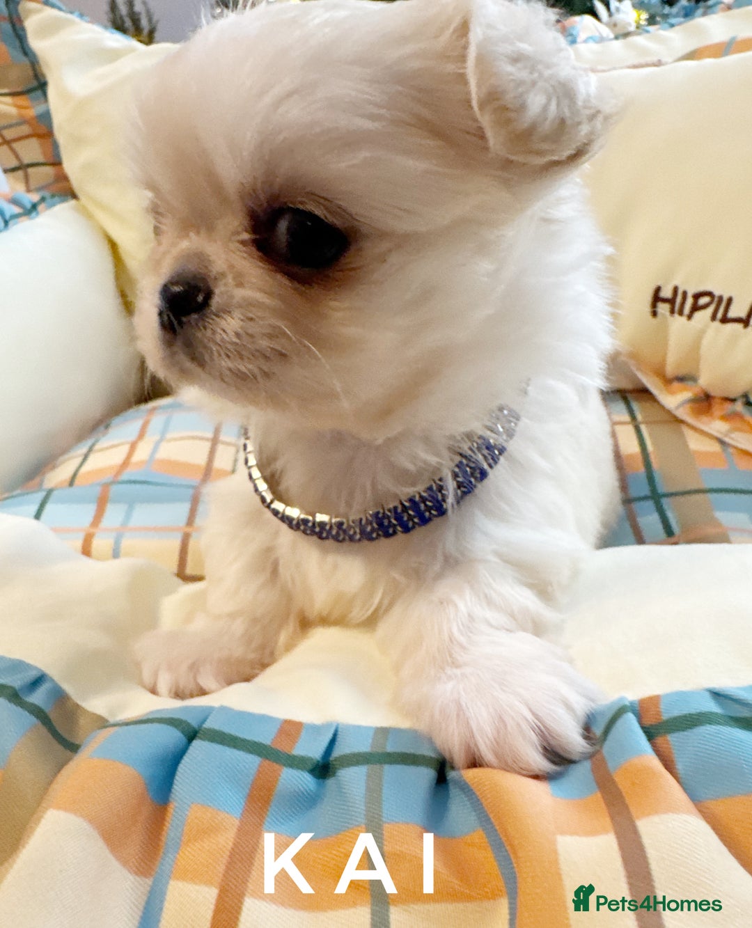 Chihuahua dogs for sale: KC long coat cream show line chihuahua puppies  - Advert 2