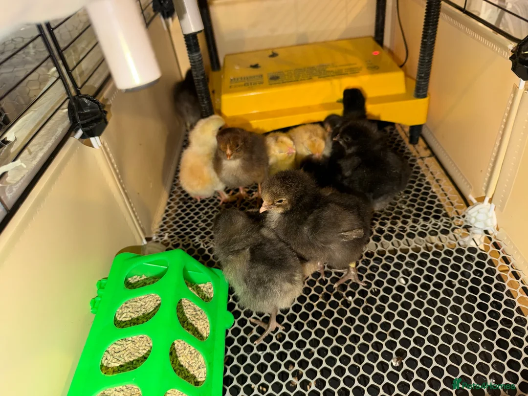 Chickens poultry for sale: Day old chicks (mixed breeds)  - Advert 1