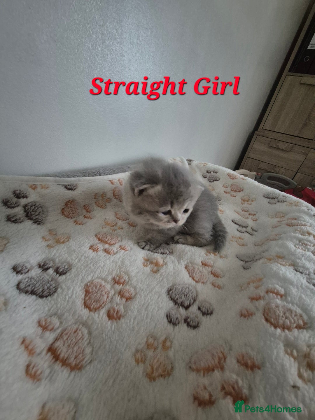 Scottish Fold cats for sale: Scottish Fold/Straight kittens  - Advert 5