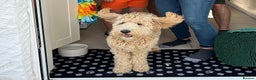 Mixed Breed dogs for sale: Authentic Annetteslabradoodles/Cobberdogs - Advert 22