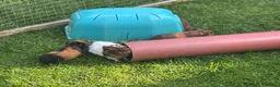 Guinea Pig rodents for sale: 3 bonded boys - Advert 7